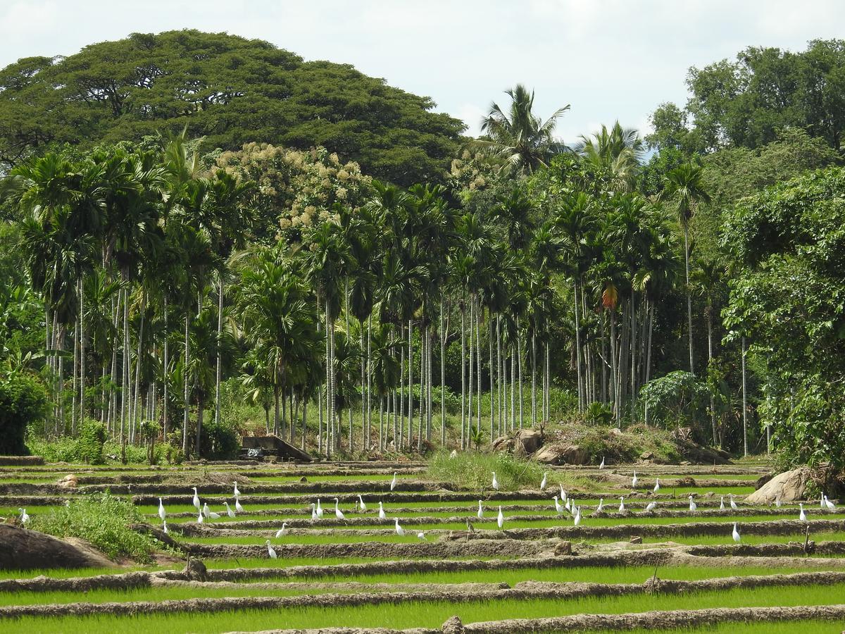 Jetwing Kaduruketha Hotel Wellawaya Exterior photo